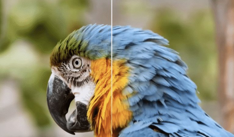 VikPea : Le générateur de vidéo IA qui simplifie la création